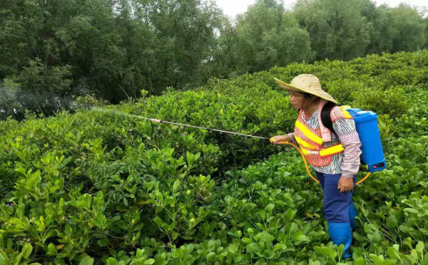 南澳綠化工程